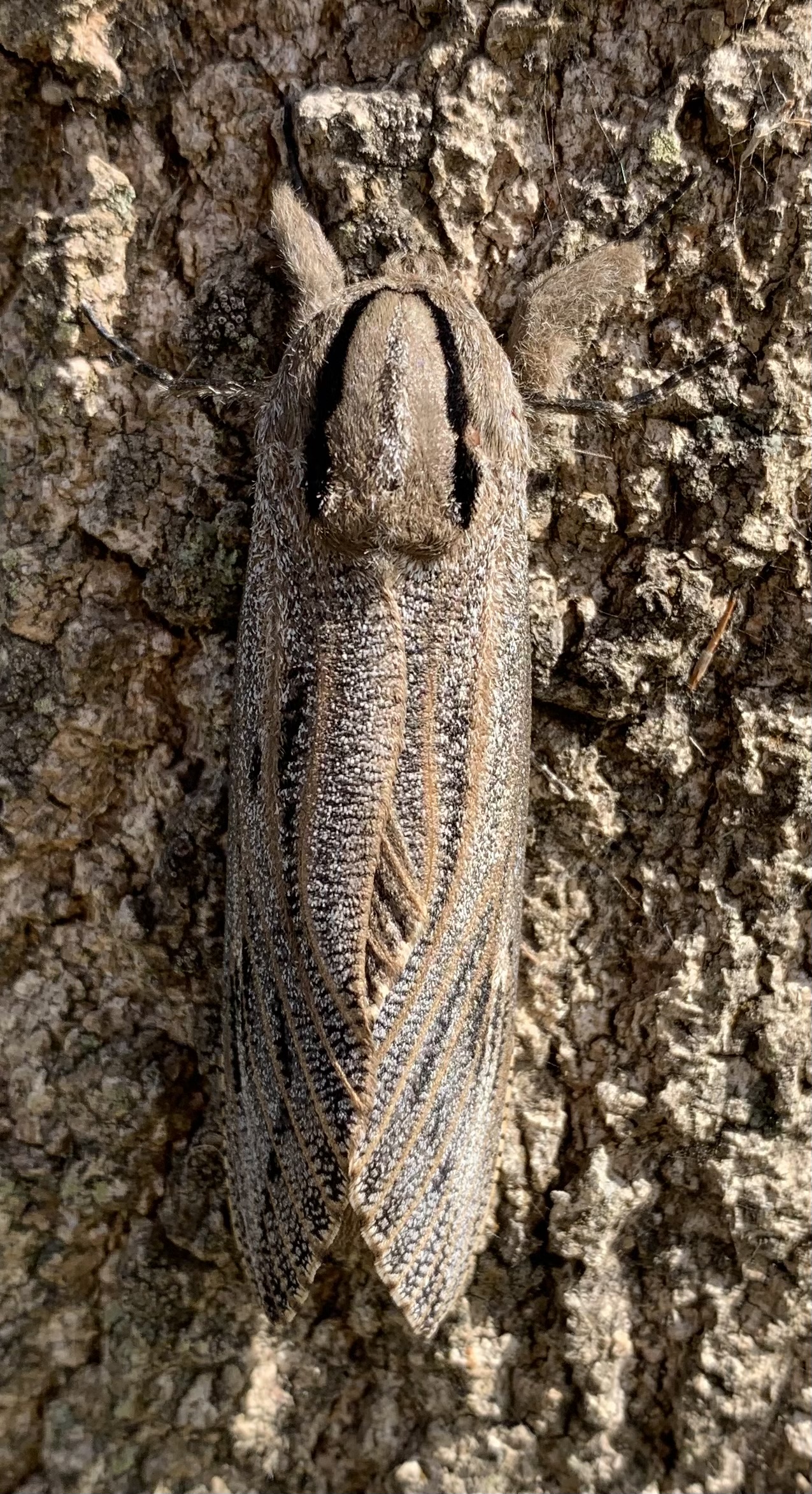 insect picture